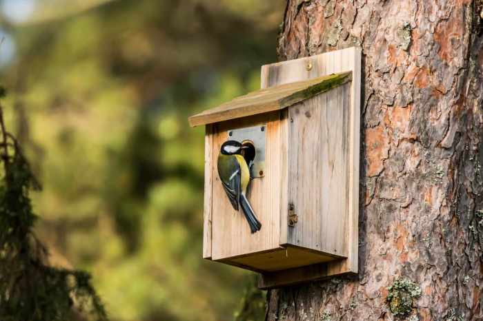 Birdhouse bird houses birdhouses diycraftsguru