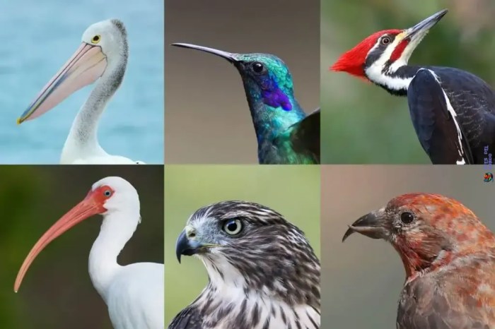 Birds types different comments eating coolguides feeding fishing aerial insect Birds types different comments eating coolguides feeding fishing aerial insect