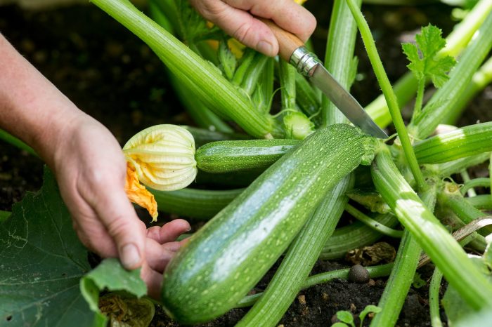How to Grow 10 Different Types of Vegetables