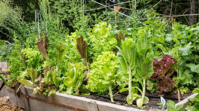How to Grow 10 Different Types of Vegetables
