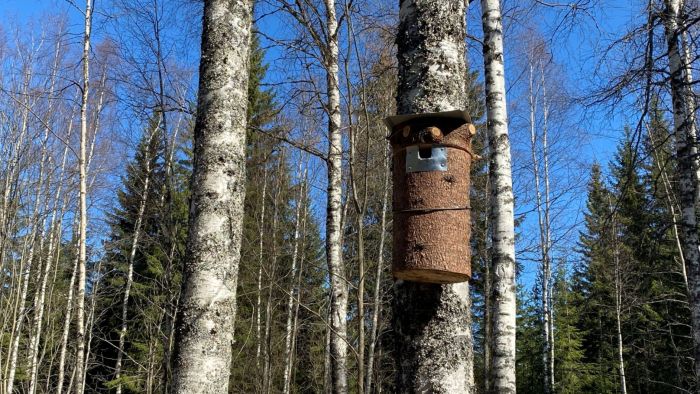How to Build a Birdhouse in 1 Hour