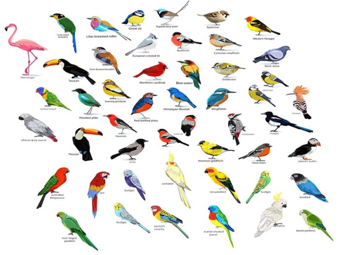 How to Identify 20 Different Types of Birds