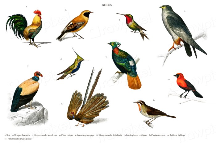 How to Identify 20 Different Types of Birds