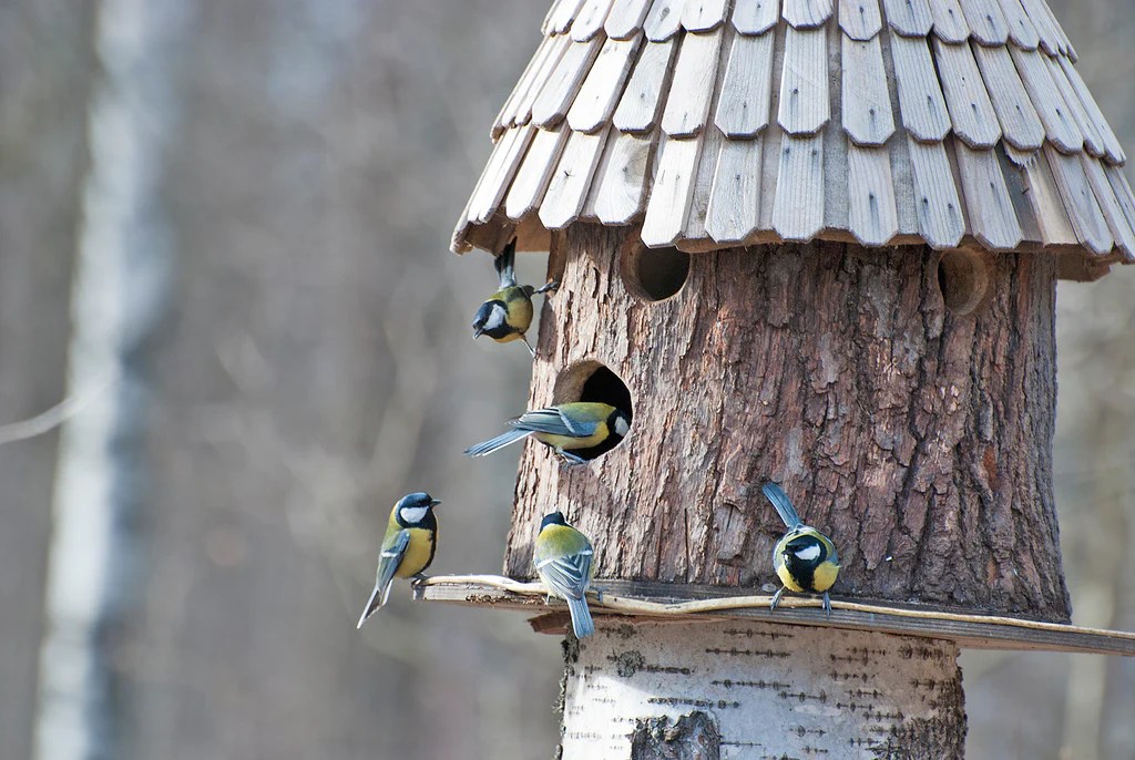 How to Build a Birdhouse in 1 Hour