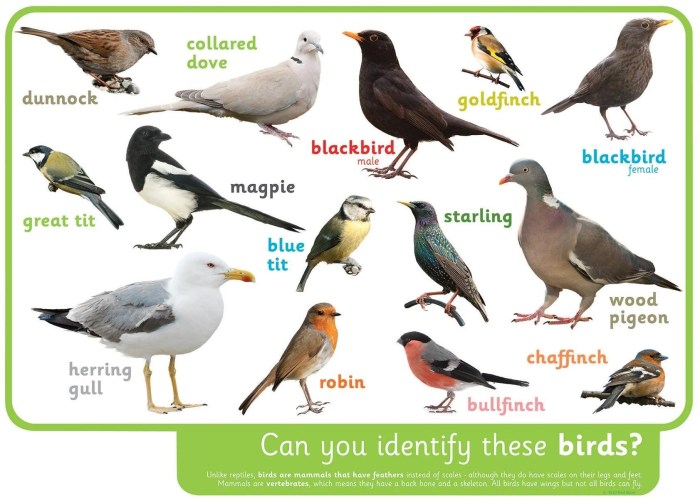 How to Identify 20 Different Types of Birds