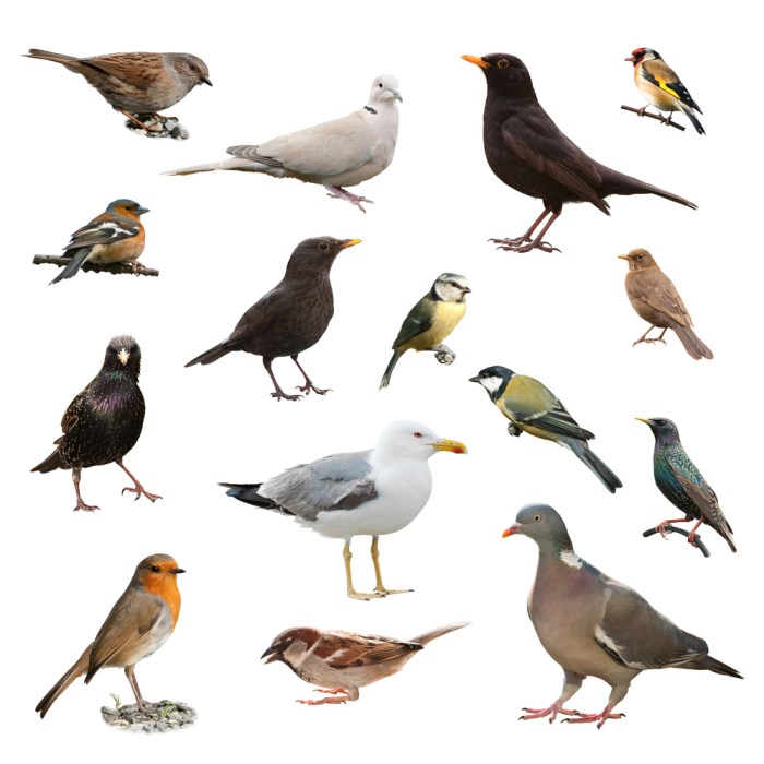 How to Identify 20 Different Types of Birds
