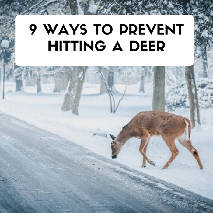 Deer avoid wildlife hitting encounters really close want animals road insurance will other roads boar wild out drivers nearly killed Deer avoid wildlife hitting encounters really close want animals road insurance will other roads boar wild out drivers nearly killed