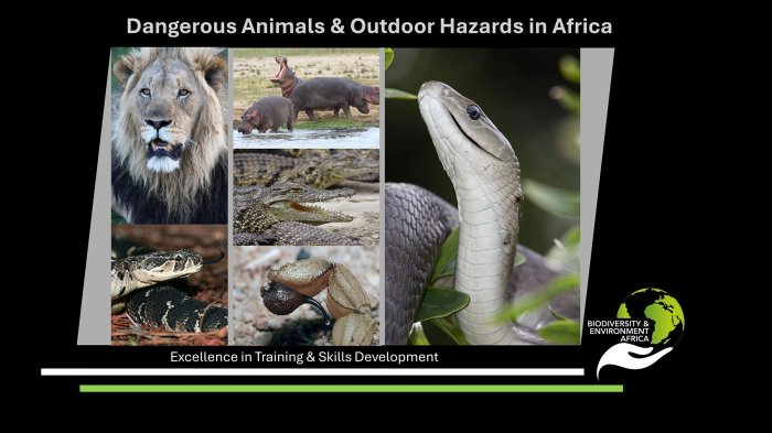 How to Avoid Dangerous Animals
