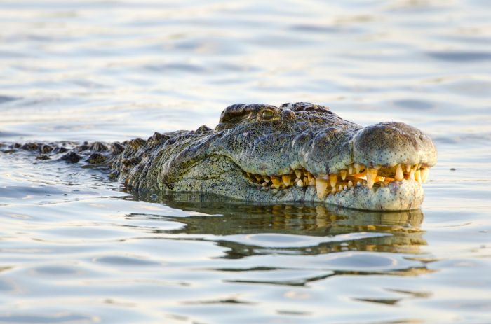How to Avoid Dangerous Animals
