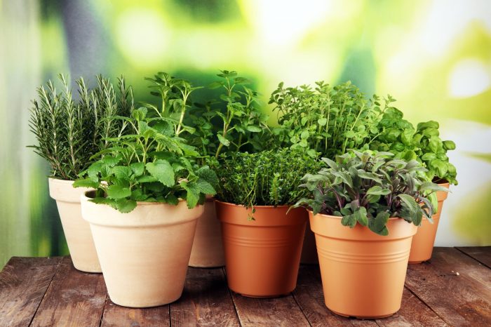 Herbs grow easy growing annsentitledlife gardener beginner start would if like plants garden list gardening decide cultivate help will saved