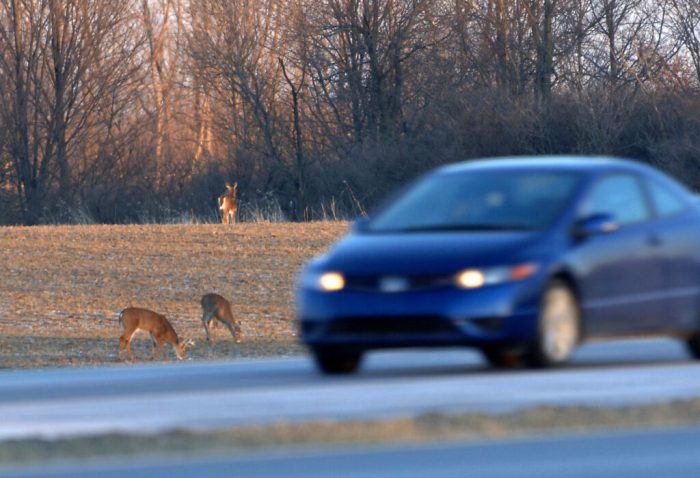 Deer kill roadway obstacles victims dangerous blind deers worldatlas Deer kill roadway obstacles victims dangerous blind deers worldatlas