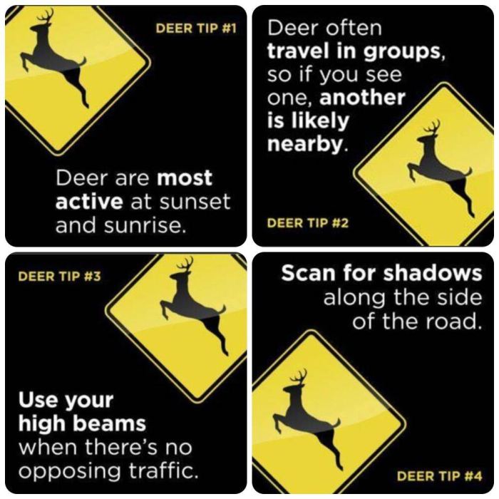 How to Avoid a Deer in the Road