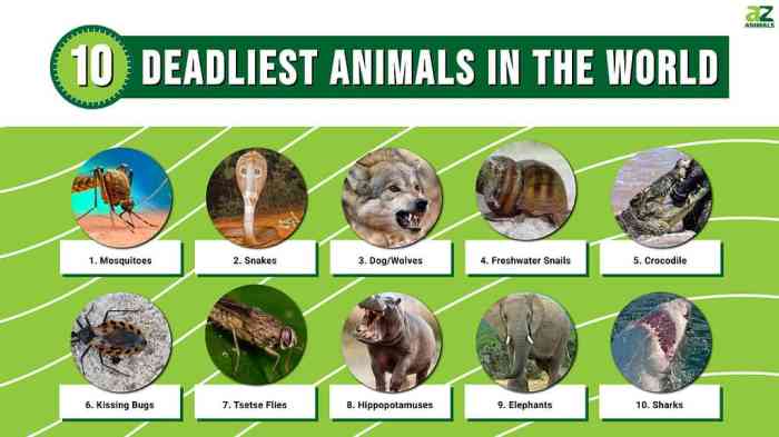 How to Avoid Dangerous Animals