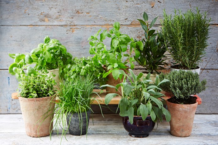 Herbs iproperty easiest 123rf