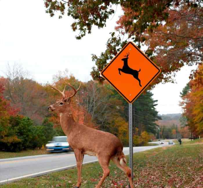 Deer collisions accidents whistle infographic prevent avoiding carparts roadway decline expected arkansas How to Avoid a Deer in the Road