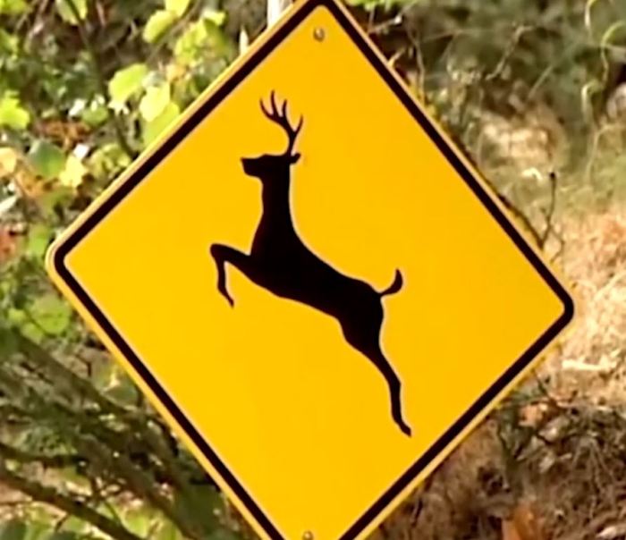 Deer car accidents season driving safe can tips bucks during dough cost lots hunting what drivers thing know one do How to Avoid a Deer in the Road