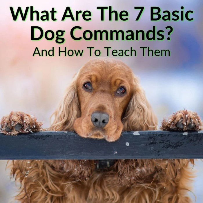 Commands signals behavioral trick obedient