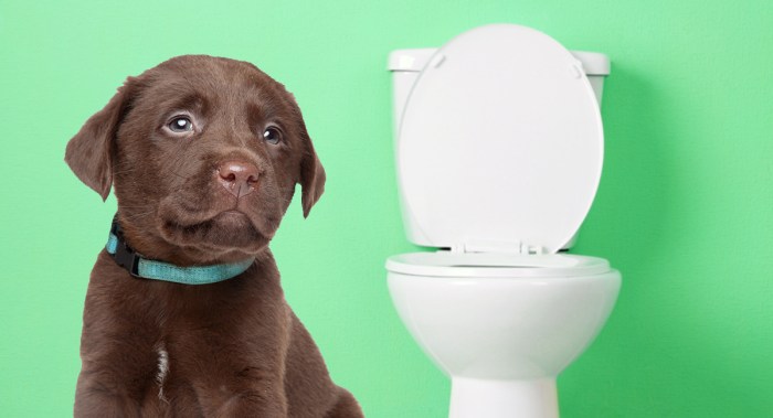 Potty pee poop sonoma resides biology bs animals