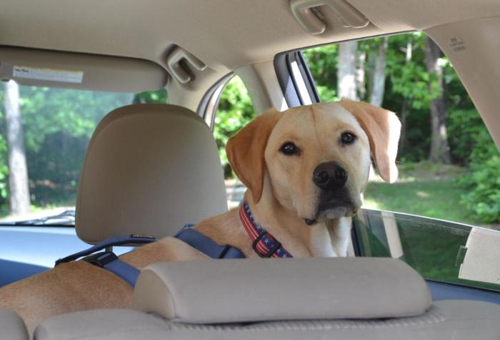 Traveling tips kosmider patryk pup hitting Traveling tips kosmider patryk pup hitting