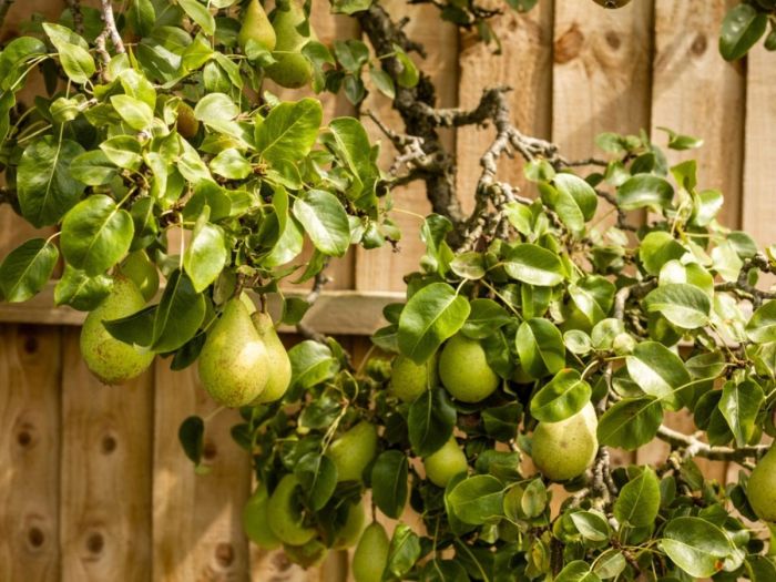 Orchard owocowy flash dwarf planting fruitboom unglaublich sommer oldhouseonline homesteading gq