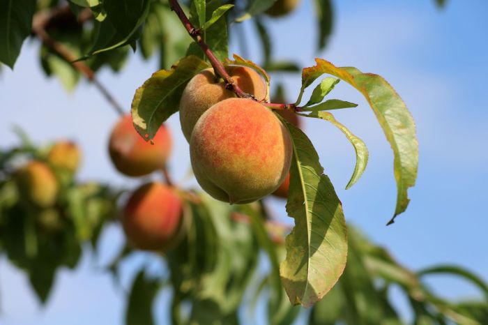 Fruit orchard grandpa