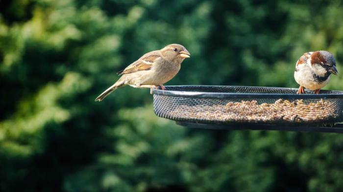 Birds attract yard summer reuse grow enjoy comment leave
