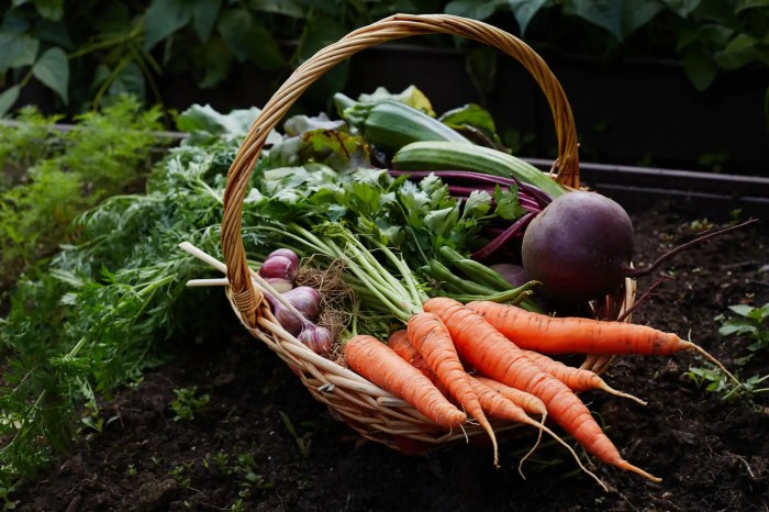 Plant vegetables when harvest chart vegetable garden grow blog