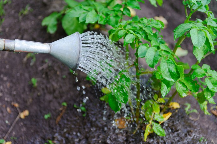 Tomato watering plants plant much often