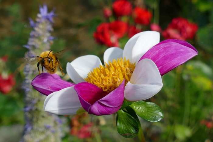 Pollinator garden bee friendly plants pollinators flower plant native ideas pollination design gardens poster plans plan planting backyard infographic green