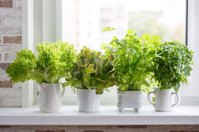 Spices herbs herb abountifulkitchen