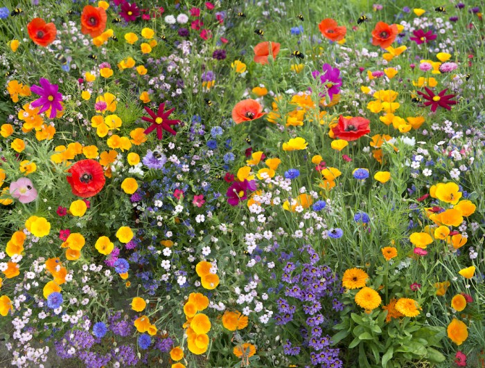 Pollinators attract