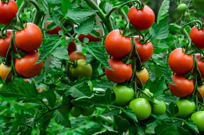 Bountiful troubleshooting harvest
