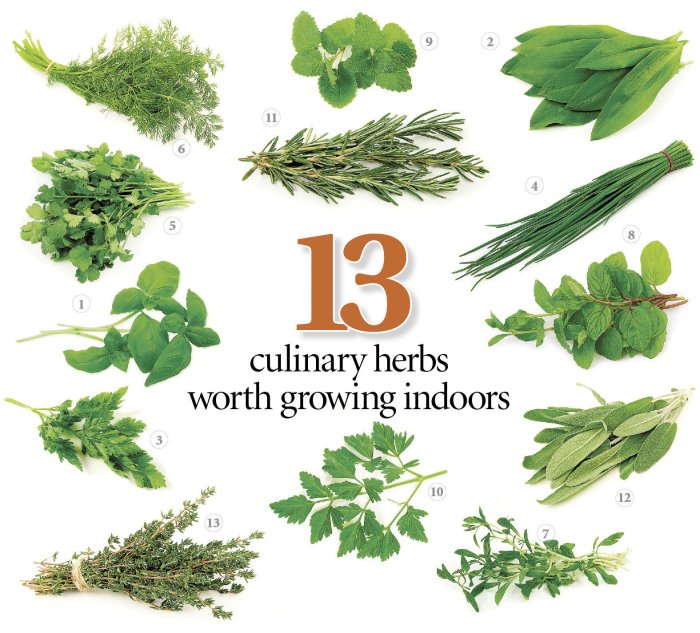 Herbs list herb their uses natural benefits food