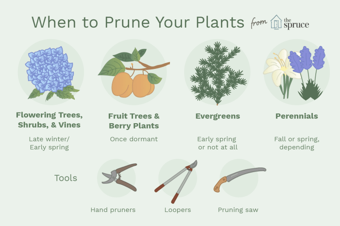 Prune flowering pruning shrubs spruce evergreen thespruce