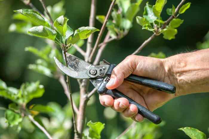 Bonsai pruning beech diagram tree deciduous marijuana care trim bonsaibark plants garden trees types plant ficus styles saved beginners illustrations