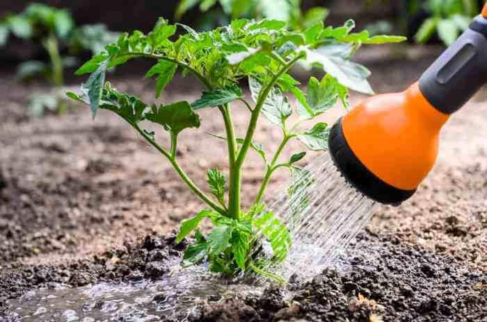 Water watering plant much give should houseplants needs houseplant