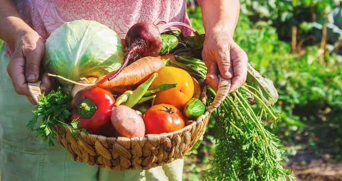 Harvest vegetables vegetable garden farm organic search veggie fresh